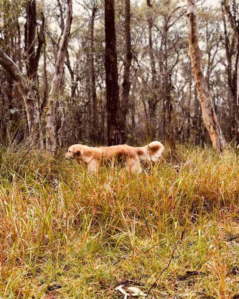 Dozer the golden retriever dog bush walk