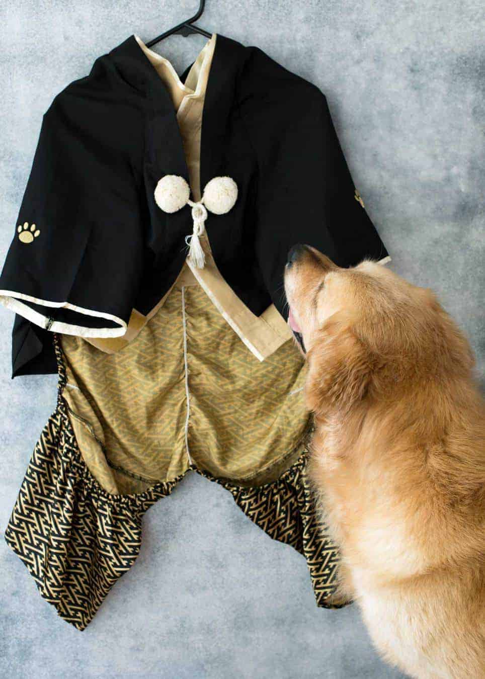 Dozer the golden retriever dog looking fearfully at dog outfit kimono
