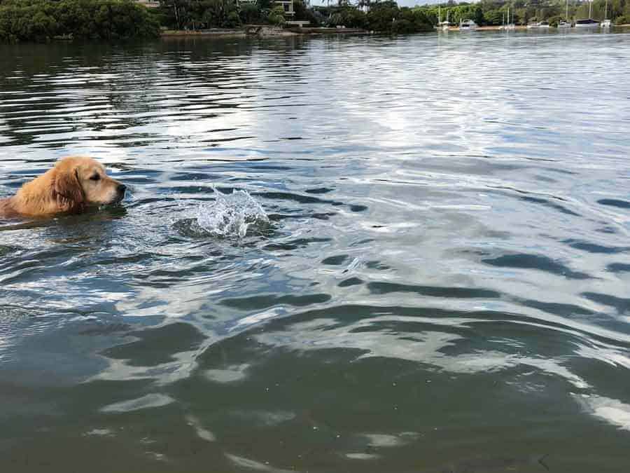 Dozer the golden retriever dog fishing